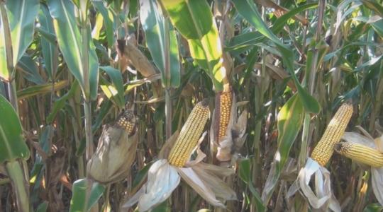 Aktív talajélet és folyékony starterezés hatása kukoricában