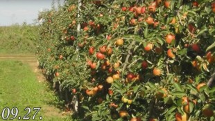 Amalgerol almában – termelői tapasztalat