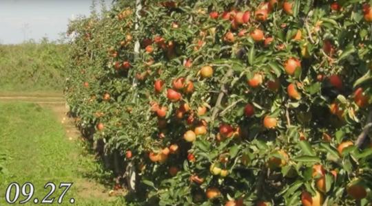 Amalgerol almában – termelői tapasztalat