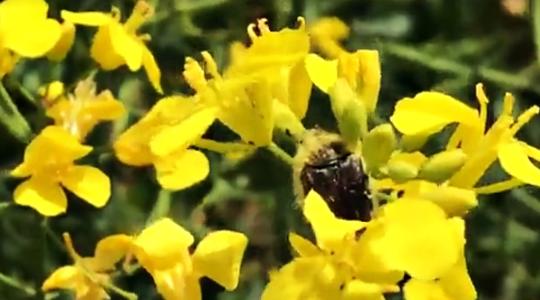Növényvédelmi szemle, búzától az őszibarackig (+Videók)
