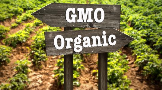 Lassan az egész világot ellepik a GMO-k