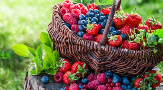 Lengyelország nagyhatalom a bogyós gyümölcsök termesztésében