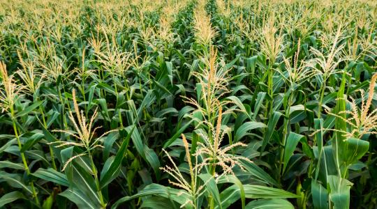 Románia ebben az évben az EU legnagyobb kukoricatermelője lehet