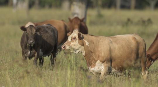 Indiában tilos a teheneket vágóhídra vinni