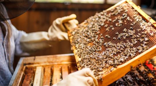 Eltérő mértékű az atkafertőzés a méhészetekben
