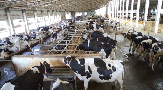 A cseh mezőgazdaságot az állattenyésztés felszámolása fenyegeti