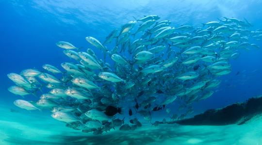 2100-ra bekövetkezhet a tengeri állatok hatodik kihalási hulláma