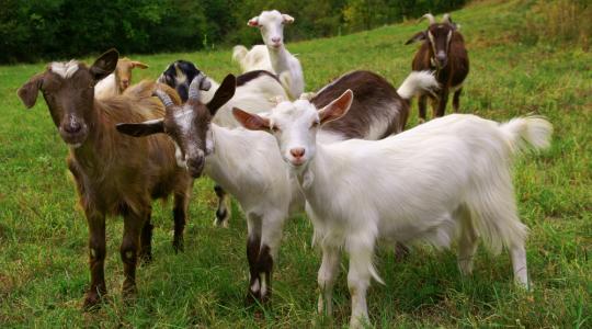 Többé már nem az állattartás mostohagyermeke – növekszik a kereslet a kecsketej iránt
