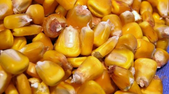 Biztos piac a termelőknek – élen a kukoricafeldolgozásban