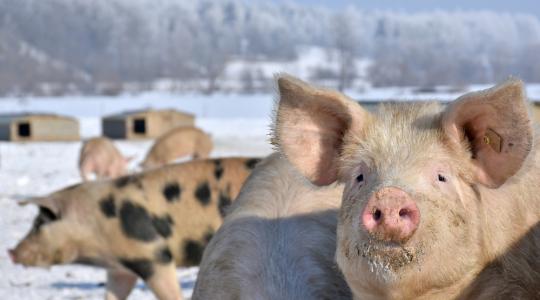 A hidegtűrő sertés lehet a következő lépés az állattenyésztésben