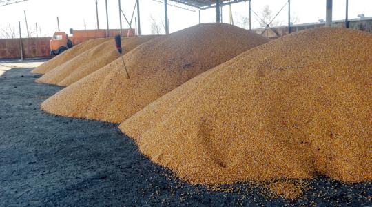 A globális gabonafelhasználás történelmi csúcsra emelkedhet