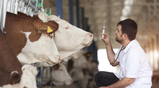 Az agrártermelők felelőssége az antibiotikum-rezisztencia megfékezésében