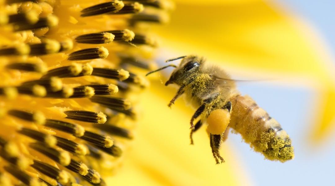 Nem csak a növényvédő szerek felelnek a méhpusztulásokért
