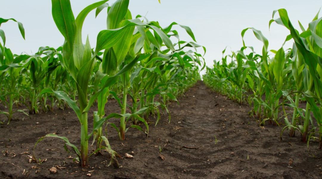 A zöldítés miatt újra kell gondolni a kukoricabogár elleni védekezést