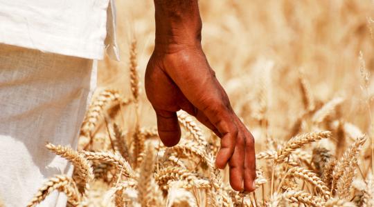 Az Afrikába irányuló agrárexport több kárt okozhat, mint hasznot