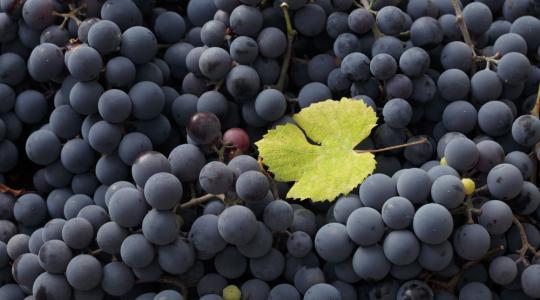 Nyugat-Európában csökkent, Magyarországon nőtt a bortermés