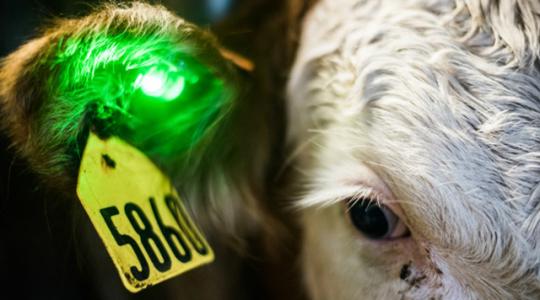 Az állatok fülébe szerelt LED jelzi a betegségeket