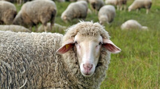 Új piacok felé vette az irányt a magyar bárány 