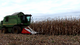 Syngenta Batanga: Még nagyobb kukoricahozam, kedvezőtlen adottságú területen is!