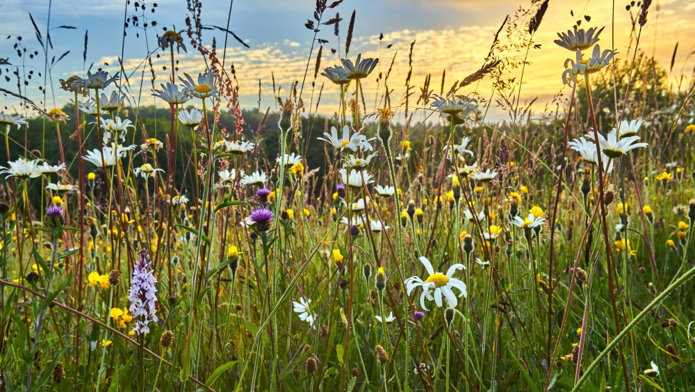 biodiverzitás