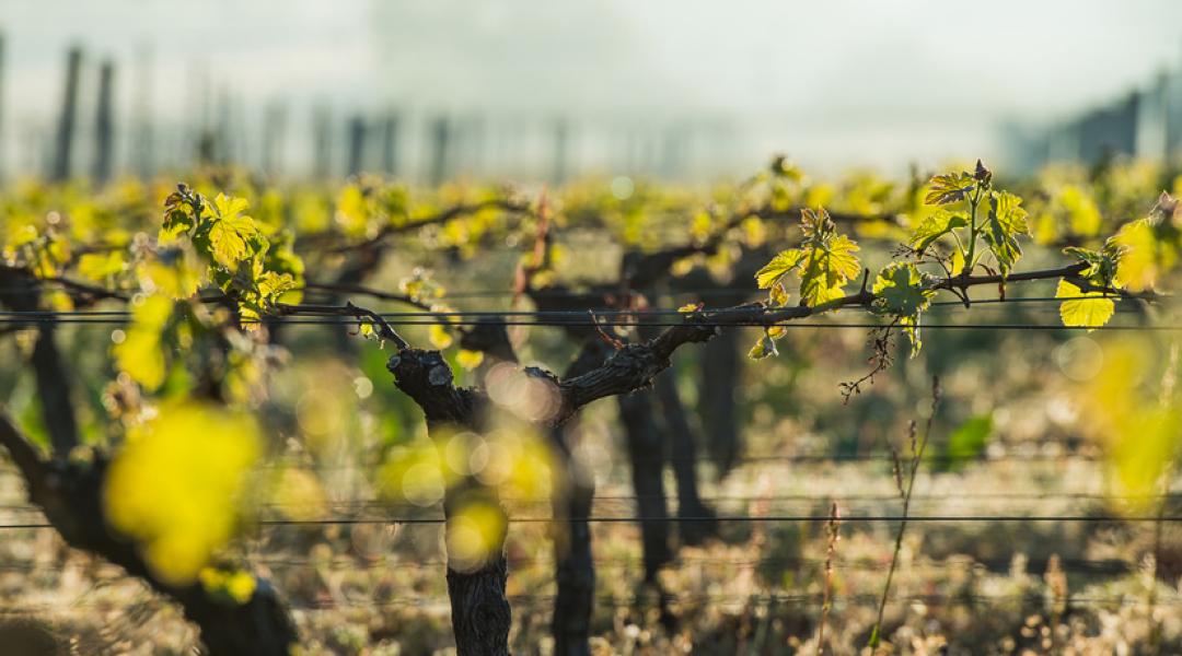 Új pályázat borszőlőültetvény-telepítés támogatására