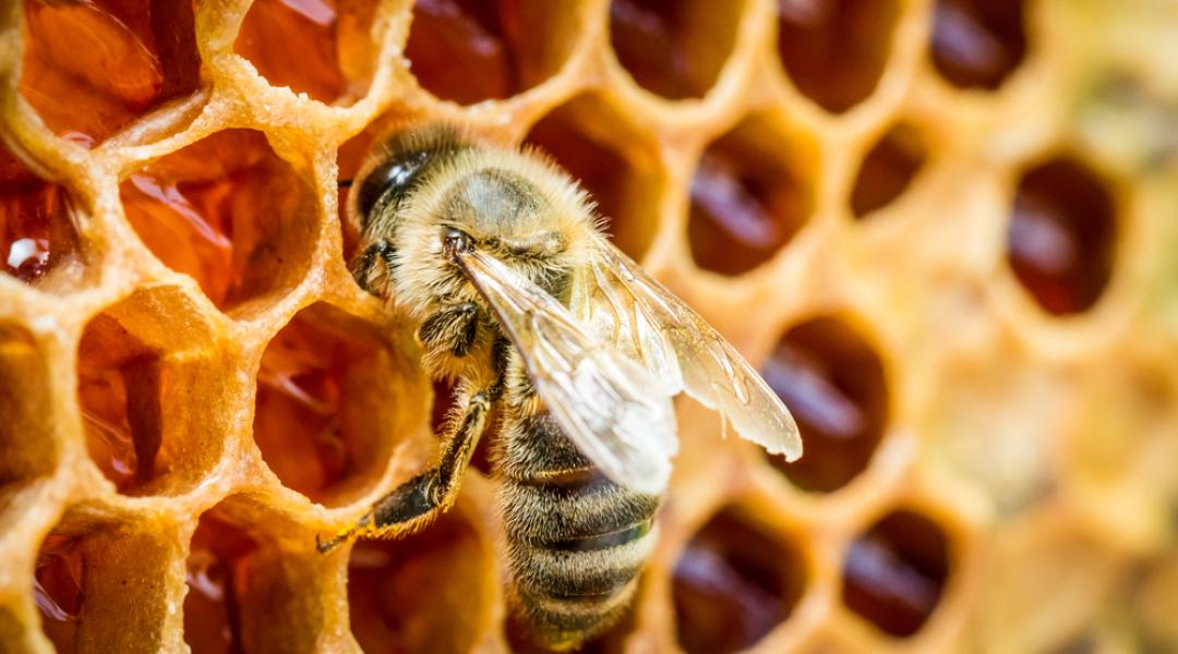 Megtalálhatták a méhpusztulást okozó varroa atka ellenszerét