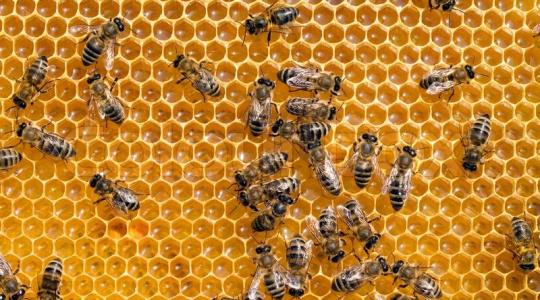 Támogatás igényelhető méhészeti járművekre!