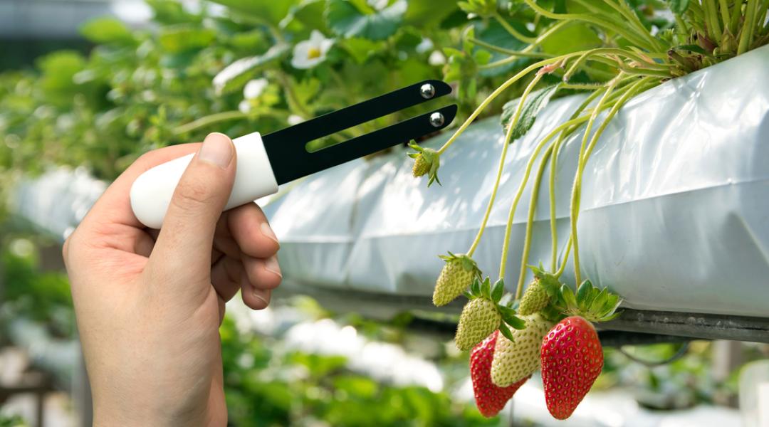 Precíziós kertészeti megoldások a hatékonyabb zöldség- és gyümölcstermesztésért
