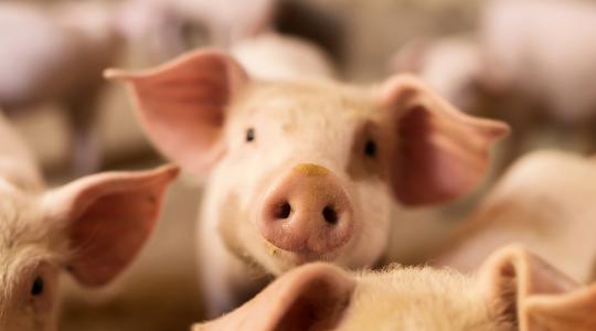 Így alakulnak a sertés állatjóléti támogatások 