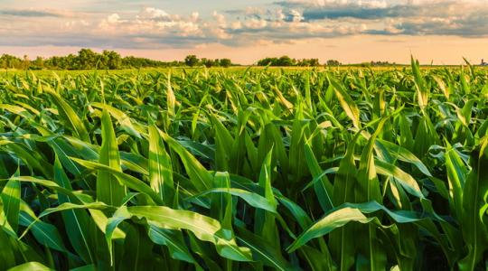 Bevált megoldások a kukorica gyomirtására!