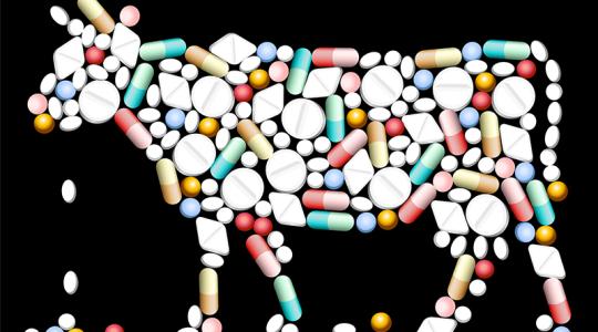 Az amerikai farmok a briteknél kilencszer több antibiotikumot használnak