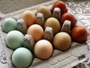 Keltetés, tojásfestés, hagyományőrzés – érdekes cikkek húsvétra!