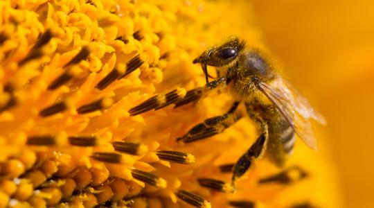 Kutatók a méhekre ártalmatlan növényvédő szereket fejlesztenek ki