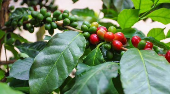Néhány évtized múlva eltűnhet a kávénövény?