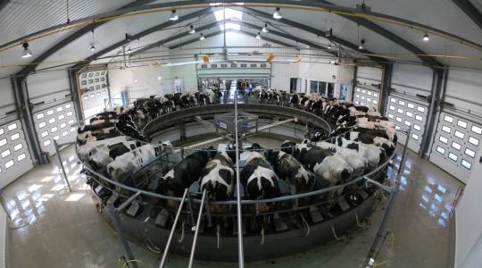 Munkaerő-kihívások a tejtermelő gazdaságokban 