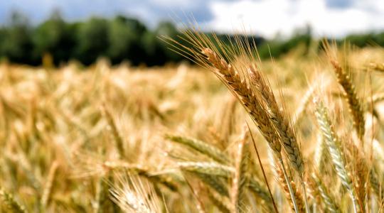 Még tovább erősödik az orosz mezőgazdasági kivitel