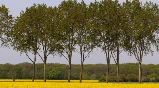 Brüsszel a bioüzemanyagok termelésének visszafogását tervezi