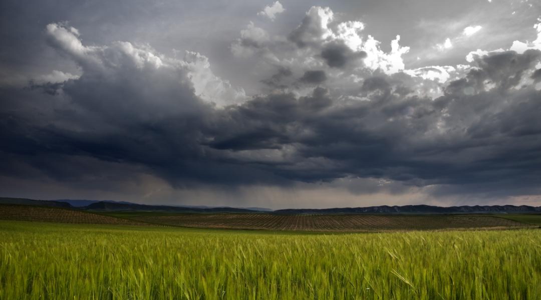 Növényvédelmi előrejelzés: Az utolsó pillanatban érkezett az eső