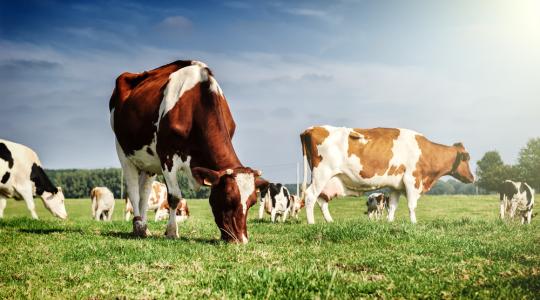 A nyakszíjra helyezett érzékelő folyamatosan figyeli a tehenek egészségi állapotát