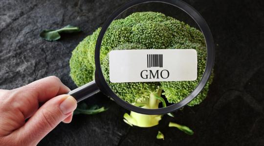 Fordulat a GMO-vitában?