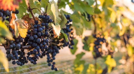 Még igényelhető a szőlőültetvények szerkezetátalakítási támogatása 