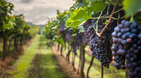A HNT igyekszik elősegíteni a borszőlőkereslet és -kínálat összehangolását
