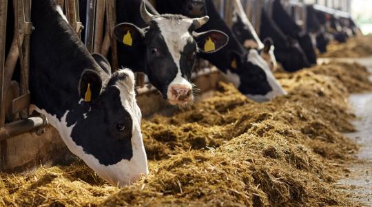 Az életben maradásért küzdenek a szlovákiai tejtermelők