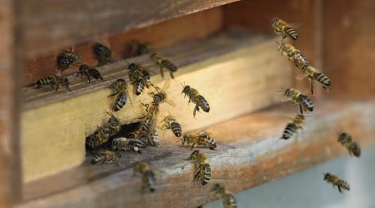 Méhbetegség Pécsett! Zárlatot rendeltek el 9 településen