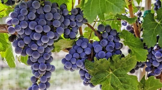 Új pályázatok fognak megnyílni borszőlő telepítésére