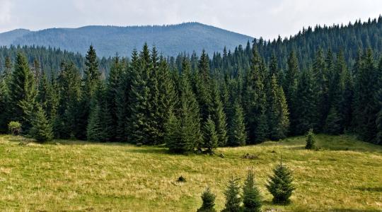 Módosult az erdészeti technológiákra, erdei termékek feldolgozására vonatkozó felhívás