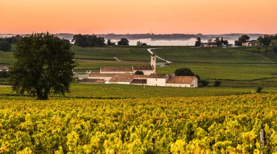 Több ezer hektáron tarolta le a szőlőt a Bordeaux-régióban a jégverés