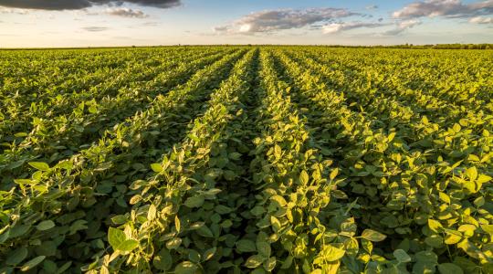 Farkas Sándor: Stratégiai kérdés a mezőgazdaság GMO-mentessége
