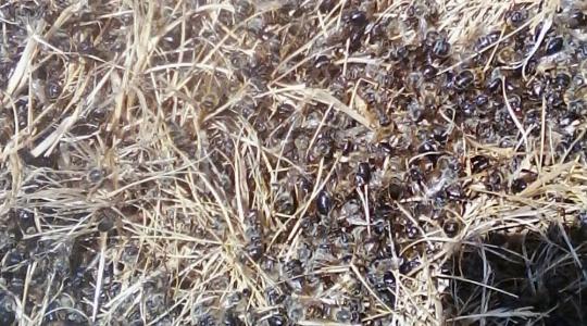 Görcsbe rándulva pusztultak el méhek ezrei Somogyban