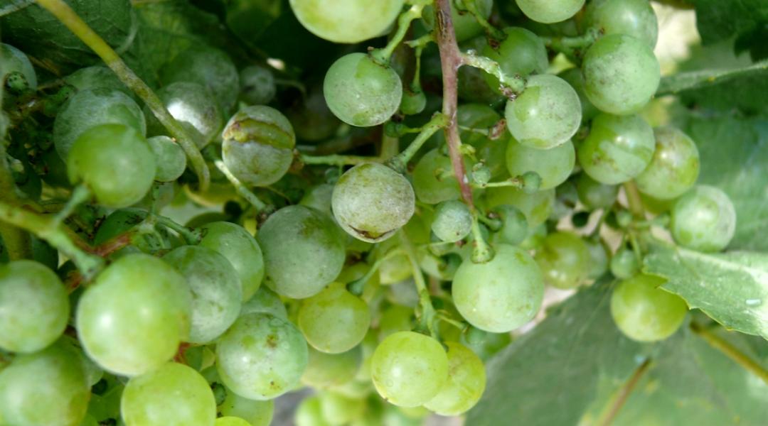Növényvédelmi előrejelzés: Együtt támadják a gombabetegségek a szőlőt